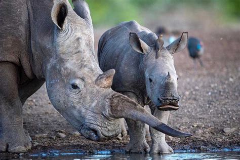 Rhino Conservation in Zimbabwe | The Malilangwe Trust | ACCF