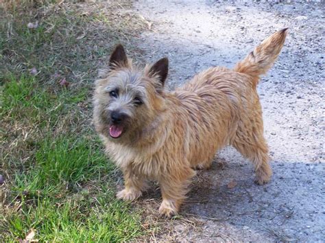 Cairn Terrier - Puppies, Rescue, Pictures, Information, Temperament, Characteristics | Animals ...