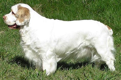 Clumber Spaniel- the Clumber Spaniel was used as a hunting dog for ...