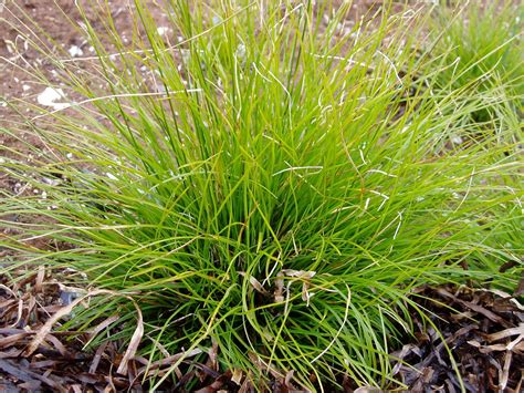 Lovegrass Farm: Carex eburnea (Ivory sedge)