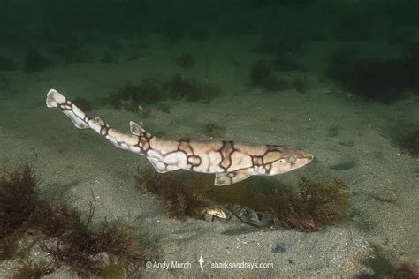 Chain Catshark - Scyliorhinus retifer