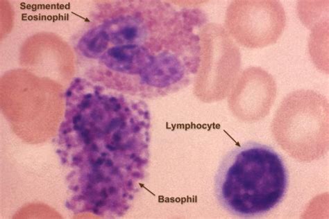 White Blood Cells—Granulocytes and Agranulocytes