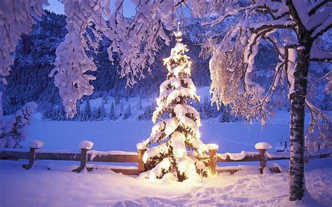 Snowy Christmas Tree, forest, christmas tree, christmas, snow ...