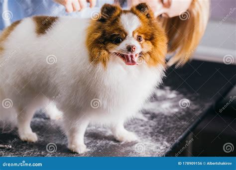 Beautiful Pet Spitz in Grooming Salon Stock Photo - Image of brush, haircut: 178909156