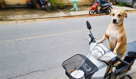 How to Train Your Dog to Pull a Scooter | Wag!