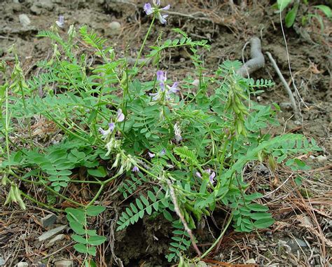 Astragalus plant; Milk Vetch