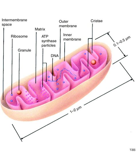 The internal structure of mitochondria: Trends in Biochemical Sciences