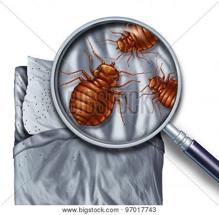 Bed Bug Infestation Image & Photo (Free Trial) | Bigstock