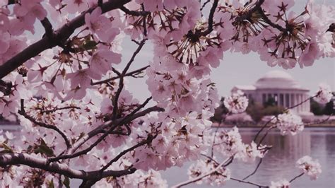 Tickets to see National Cherry Blossom Festival Parade go on sale | wusa9.com