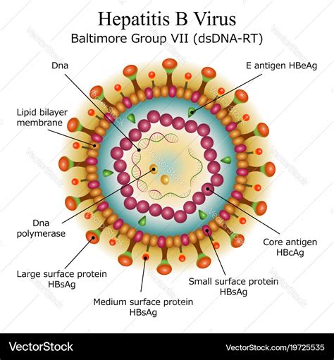 Diagram of hepatitis b virus particle structure Vector Image