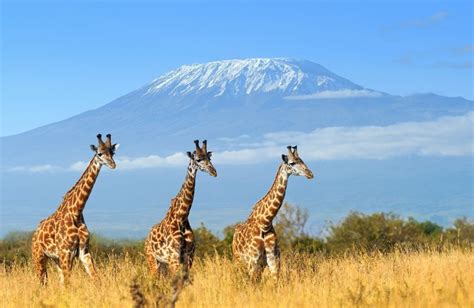 Kenya Wildlife Safari | Africa Adventure Tours | Shandon Travel