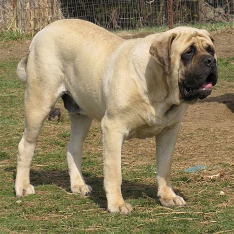 English Mastiff Temperament | PETSIDI