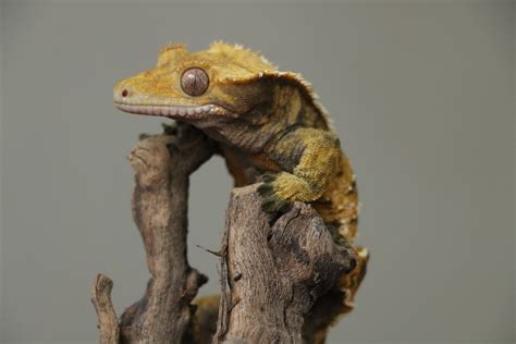 What is a Crested Gecko? - Answered - Twinkl Teaching Wiki