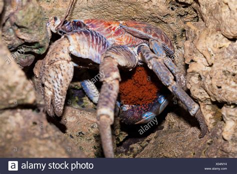 Robber Crab Christmas Island High Resolution Stock Photography and Images - Alamy