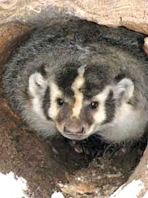 Celebrating Ohio Wildlife: American Badger | West Bend News