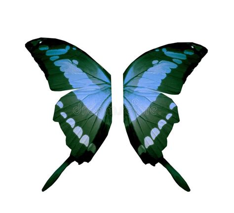 Color Butterfly Wings, Isolated on White Stock Image - Image of ...