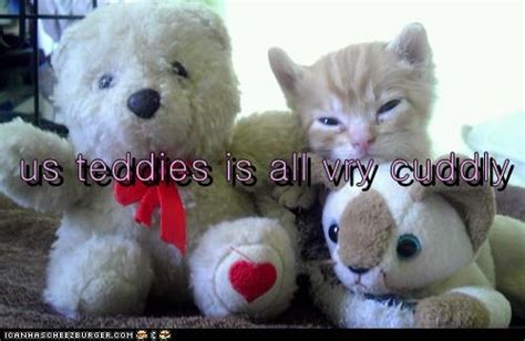 Cuddly - Lolcats - lol | cat memes | funny cats | funny cat pictures ...