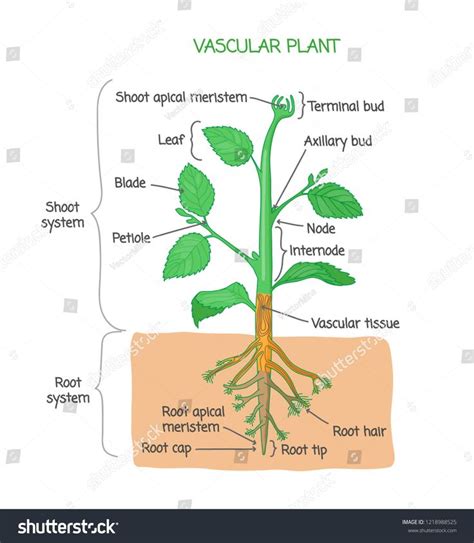 Vascular plant biological structure diagram with labels, vector illustration drawing poster ...