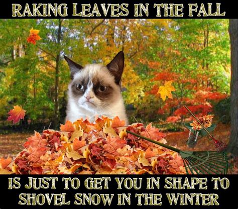 Grumpy Cat Says Raking Leaves In The Fall Is Just To Get You In Shape ...