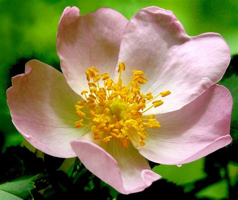 Rosa canina #1 | Best viewed @ large size Rosaceae - Europe,… | Flickr