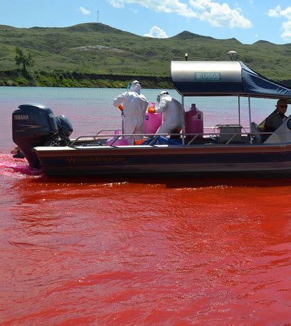 Environmental Monitor | Low Recruitment Of Pallid Sturgeon Baffles Missouri River Researchers