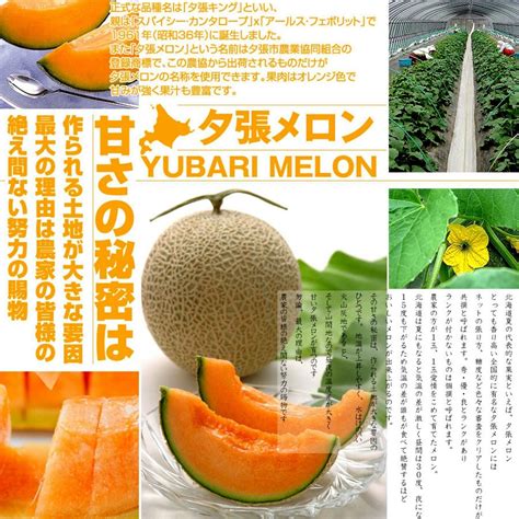 Yubari King Melon Seeds The most expensive fruit on the World | Melon ...