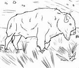 Milkman Buffalo Coloring Page  ColoringBay sketch template