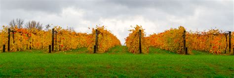 2024 List of Southern Illinois Wine Trail Cabins near Shawnee Hills - Southern Illinois Cabins