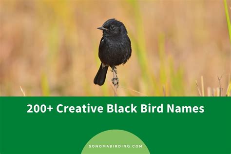 200+ Creative Black Bird Names - Sonoma Birding