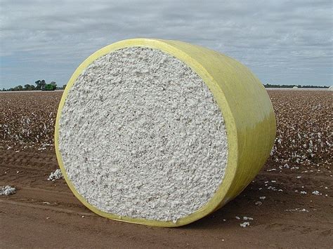 Cotton Bale at best price in Visnagar by Axem Global Exporter | ID: 9763077462