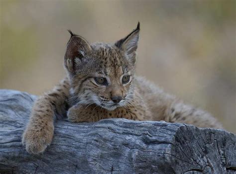 Iberian Lynx Cubs