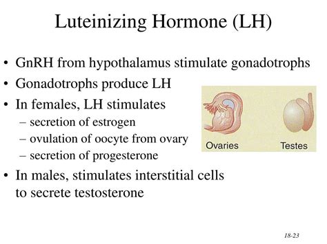 PPT - The Endocrine System General Functions of Hormones PowerPoint Presentation - ID:303291