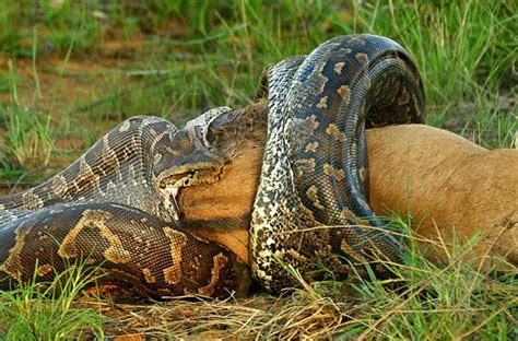 Fotos de animais selvagens da africa - Imagui