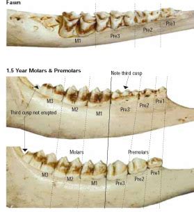 How To Age A Whitetail Deer By Its Teeth - Teeth Poster