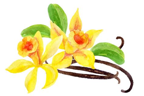 Best Vanilla Flower Illustrations, Royalty-Free Vector Graphics & Clip Art - iStock