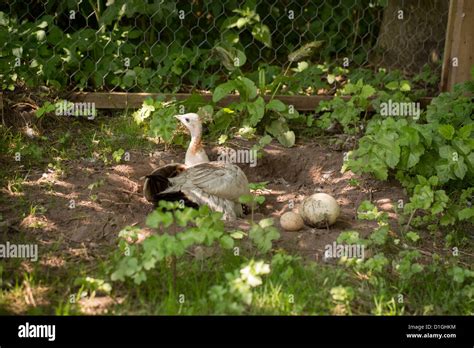 Peacock nest hi-res stock photography and images - Alamy