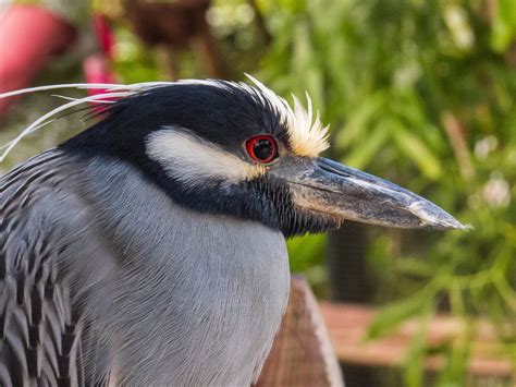 IMG_0322 | Night heron, Punta gorda florida, Quincy