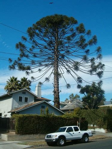 Urban Nature: Monkey Tail Tree