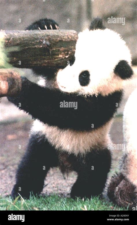 Baby Panda at play with mother Stock Photo - Alamy