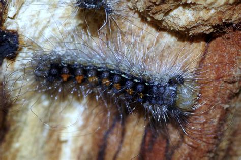 Download free photo of Caterpillar,worm,hairy,insect,hair - from needpix.com