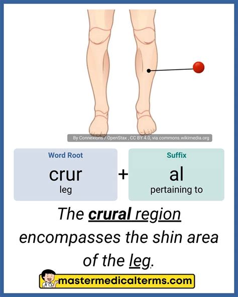 Crural Region Of The Body