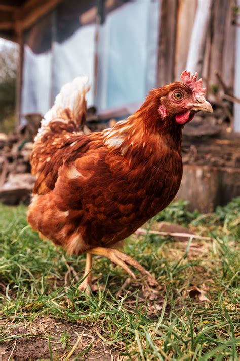 Red hen runs outside on a farm - Photo #6247 - motosha | Free Stock Photos