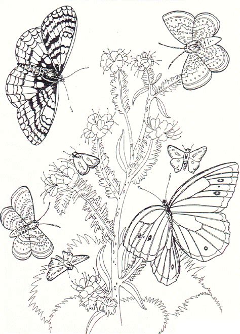 Free Printable Butterfly Coloring Pages For Kids