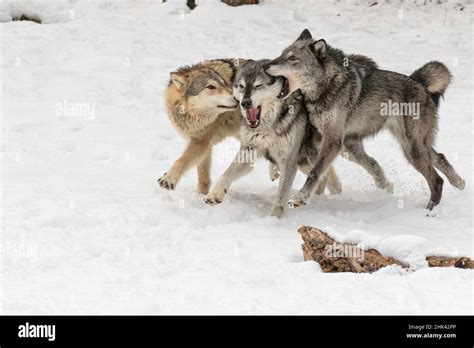 Gray Wolf or Timber Wolf , pack behavior in winter, (Captive Situation ...