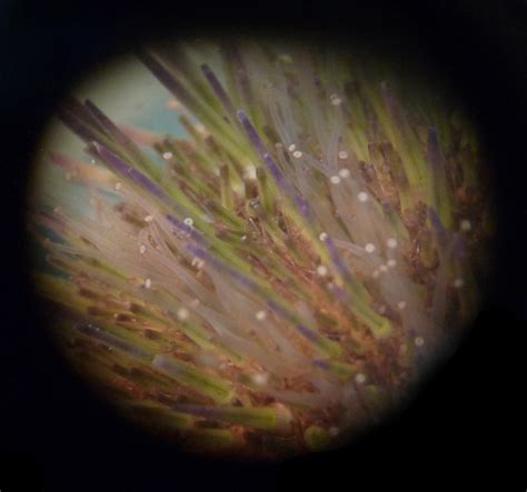 Sea Urchin - Psammechinus sp. Spines and Tube Feet under Microscope | Flickr - Photo Sharing!