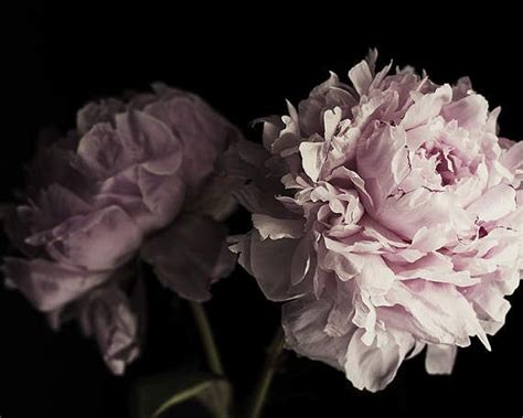 Peony Art Black and Pink Photography Peony Print Floral (With images ...