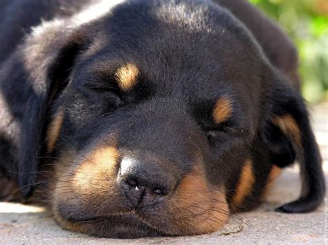 Lovely Beauceron sleeping puppy photo and wallpaper. Beautiful Lovely Beauceron sleeping puppy ...