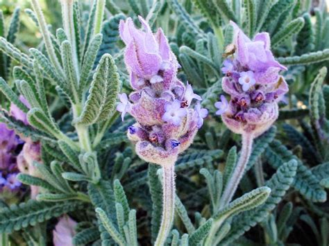 Your Ultimate Guide to Planting and Growing Aromatic Lavender - Sunset