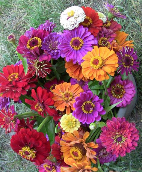 Zinnia bouquet | Flower farm, Zinnias, Zinnia bouquet