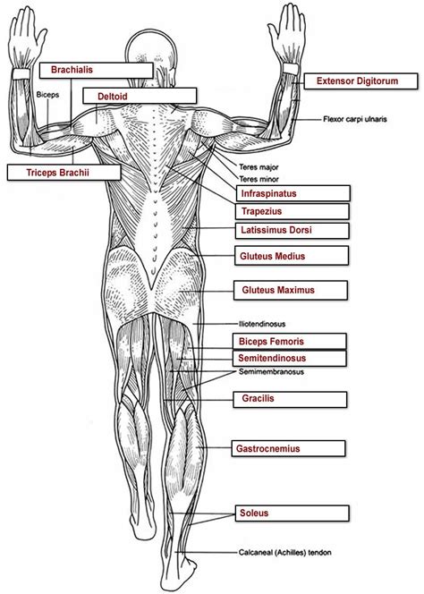 muscles key | Muscles | Pinterest | Muscles, Key and Anatomy